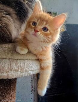 Maine Coon Kater sucht ein Zuhause! - Duisburg