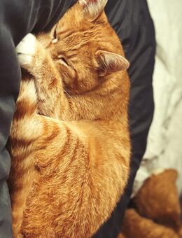 2 Rentner Kater - Krefeld