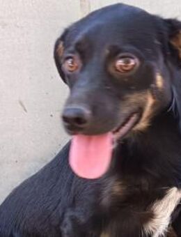 Wica möchte so gerne reisen - Olsberg