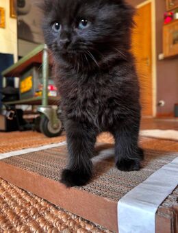 Schwarzer Mini-Gentleman sucht sein Reich – unser kleiner Gothic-Prinz - Euskirchen