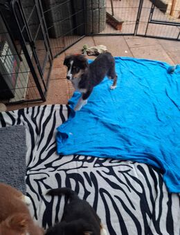 Australian Shepherd Welpen - Hemhofen