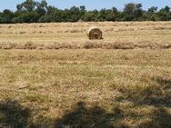 Heu in Rundballen zu verkaufen - Rosdorf (Niedersachsen)