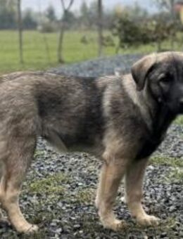 Malinois Welpe Aurelia sucht Zuhause - München