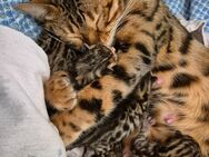 Bengal Kitten reinrassig - Porta Westfalica