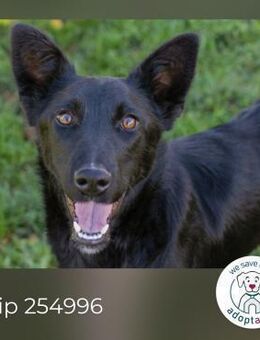 Chip 254996: sucht ein Zuhause - Kirchzell