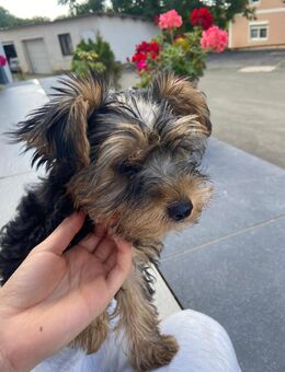 Yorkshire terrier Welpen - Gößweinstein