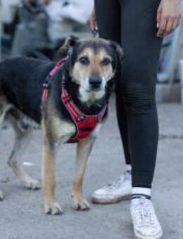 13-jährige Leonardo möchte in Ruhe seine - München