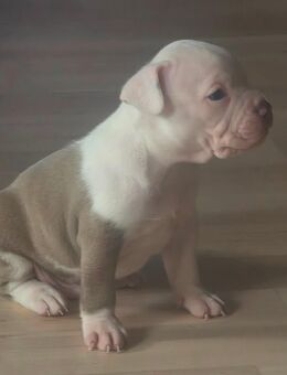 American bullys - Eisleben (Lutherstadt)