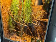 2 Kornnattern mit Lucky Reptile Terrarium 80x50x100cm braun - Wahlstedt