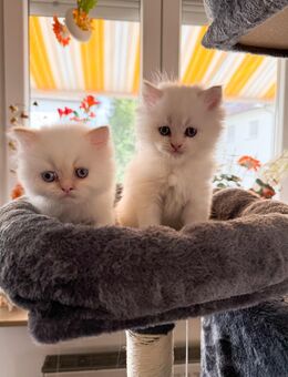 2 reinrassige, süsse Perserkitten, männlich , suchen ab Ende August liebevolles Zuhause - Stuttgart