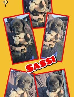 Sassi - reist bald auf Pflegestelle! - Nürnberg