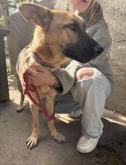 Missy - eine Schönheit zum Verlieben - Köln