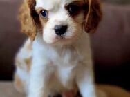 Cavalier King Charles Spaniel - Schönefeld