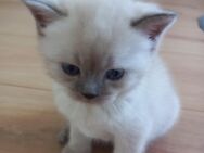 Bkh Babykatze Kitten - Villingen-Schwenningen