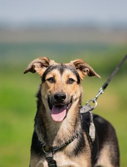 Mimi aus Kazan - Süderholz