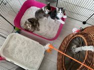 Mix Kitten,Babykatzen - Trimport