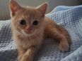 BKH Kitten in 58642