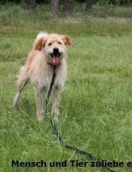 Romus lieb und aktiv - Berlin