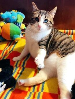 Tolles kleines Katzenmädchen MISSY ♥️ - München