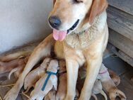 Golden Retriever Labrador Welpen - Lauterhofen