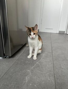 Matilda auf Pflegestelle in Duisburg - Olfen