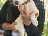 Lilly sucht ihr Zuhause - Seggebruch
