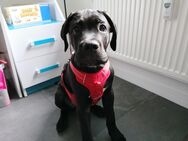 Cane corso Rüde - Oberhausen