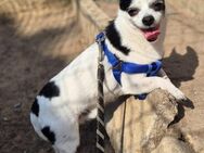 Honey 7-jähriger Chihuahua - Kassel