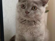 Verspielte BKH-Babykatzen unter 12 Wochen alt zu verkaufen - Werl