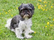 Sir Bobby - Shih Tzu - 5 Jahre - Tierhilfe Franken e.V. - Lauf (Pegnitz) Zentrum