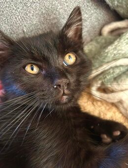 Babykatzen / Kitten in ein liebevolles Zuhause abzugeben 🥰 - Niederelbert