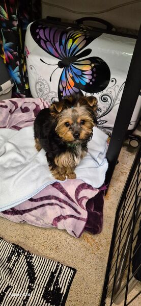 Yorkshire Terrier Welpen mini baby antialergika