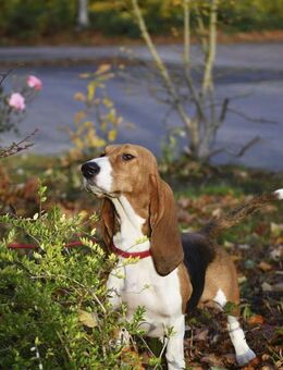 Bea sucht ein neues Zuhause. Eine Basset Artesien Normand Hündin. - Lüneburg