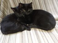Bagheera & Smokey – suchen dringend ein Zuhause! (aus dem Tierschutz / gechipt, geimpft, kastriert) - Kissing