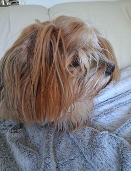 Freundschaften, Hund gassi, lüneburg Uelzen Ludwigslust Kino Theater Radfahren - Dannenberg (Elbe) Zentrum