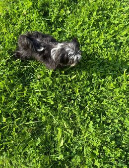 Bichon Havanez - Weener