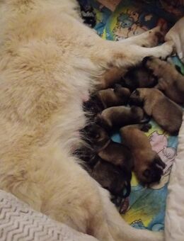 10Welpen Geburtstag 20 Okt Mutti Mutti Kayah ist ein Eurasier/ChowChow Vatti Spitz ist ein Wolfsspitz - Südharz