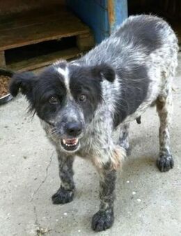 Die liebe Jani berührt einen sofort! - Karben