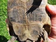 Maurische Schildkröte von 2020 - Wolfsburg Zentrum