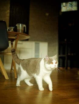 Britisch Kurzhaar Deckkater Lilac-White BKH - Osterode (Harz)