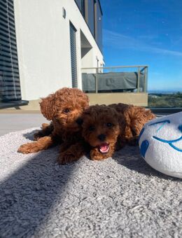 🐩 Süße Toy-Pudel-Welpen suchen ihr neues Zuhause! 🐾 - Passau