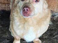 Lucy sucht ein nettes Zuhause - Blankenheim (Nordrhein-Westfalen)