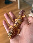 Leopardgeckos mit Zubehör in 87616