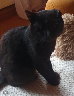 Kater nach Umzug entlaufen - Steinhagen (Landkreis Vorpommern-Rügen)