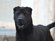 PERENGANO-bereit für Faltenhundefreunde! - Sulzbach-Laufen