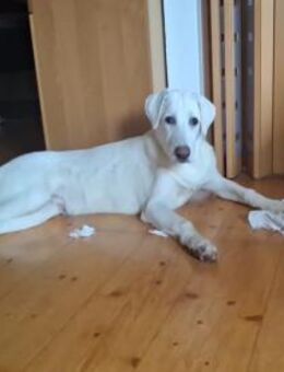 Liebenswerter Giovedi sucht Zuhause - Neuss