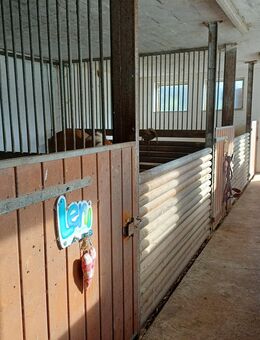 Freie Box-Stall frei-Pferdeboxen-Pferde Stall - Burghaun