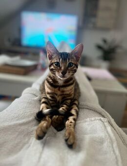 Bengalische Katze - Münster