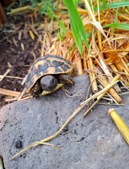 Griechische Landschildkröten, Testudo hermanni boettgeri, NZ aus 2024 - Schieder-Schwalenberg Zentrum