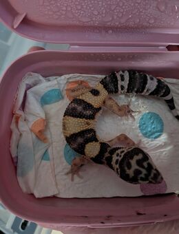 Leopardgeckos abzugeben - Remscheid